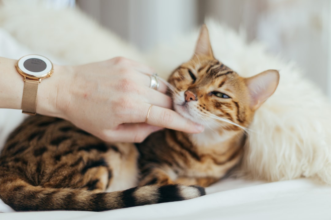 The Ultimate Guide to Cat Care: Tips for Happy and Healthy Cats – catlink